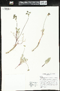 Lomatium austiniae image