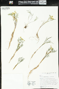 Lomatium ambiguum image