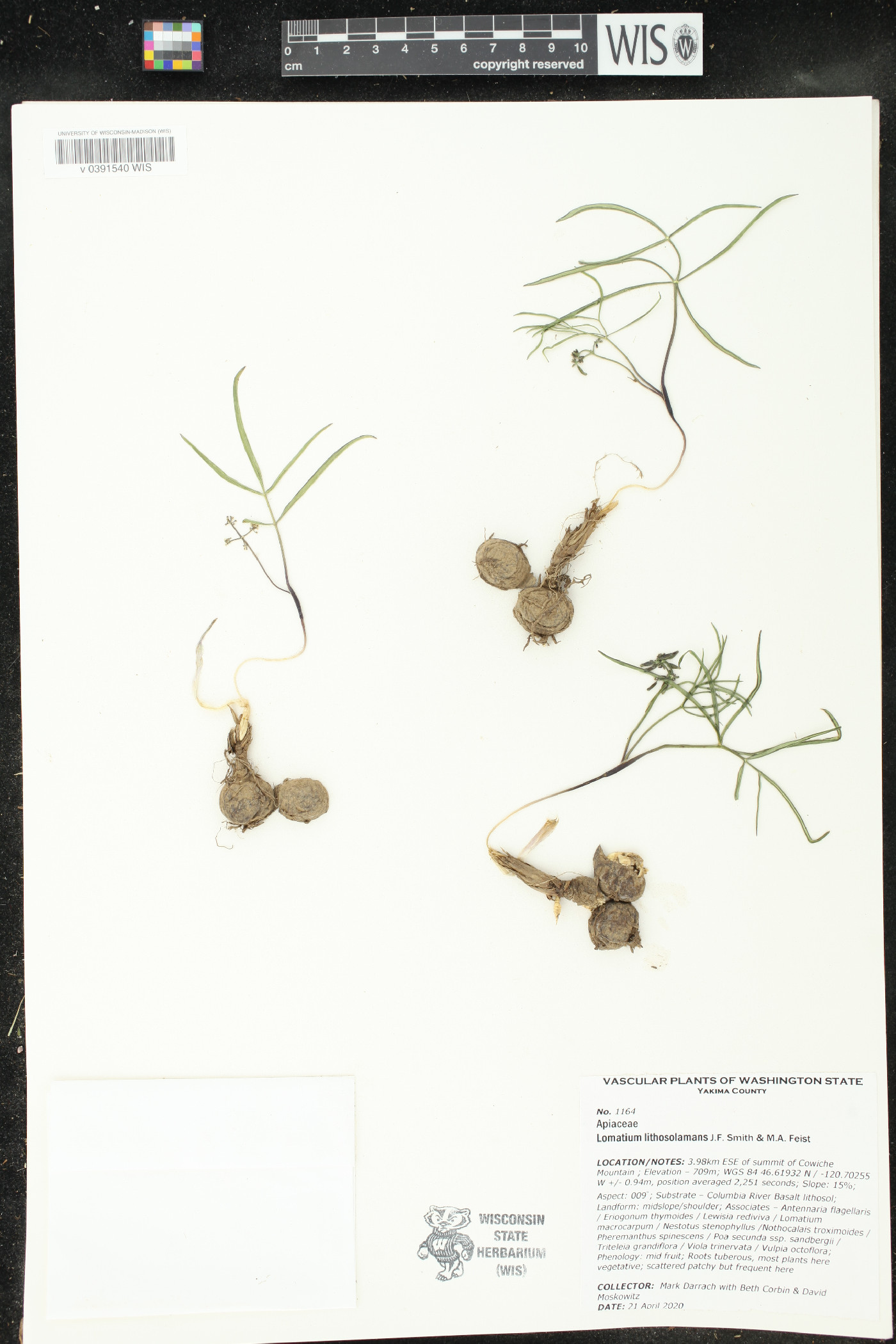 Lomatium lithosolamans image