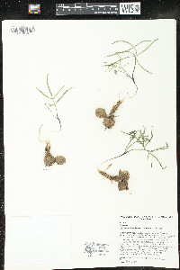 Lomatium lithosolamans image