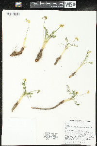 Lomatium watsonii image