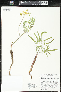 Lomatium brevifolium image