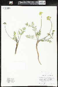 Pseudocymopterus montanus image