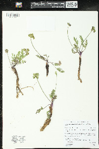 Pseudocymopterus montanus image