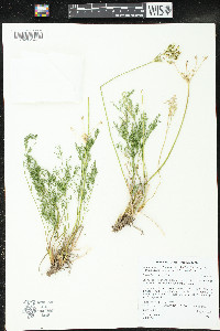 Pteryxia terebinthina var. terebinthina image