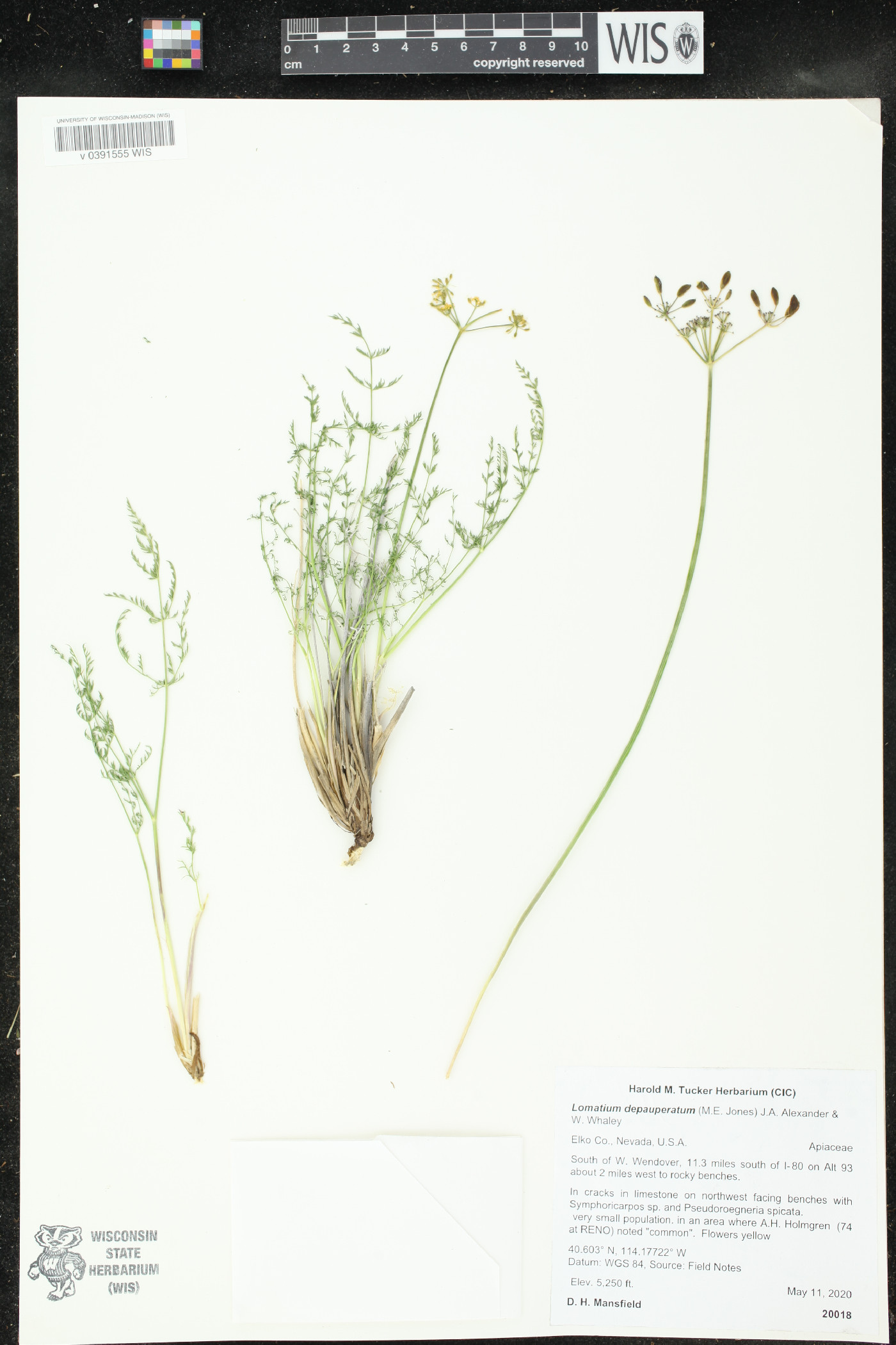 Lomatium depauperatum image