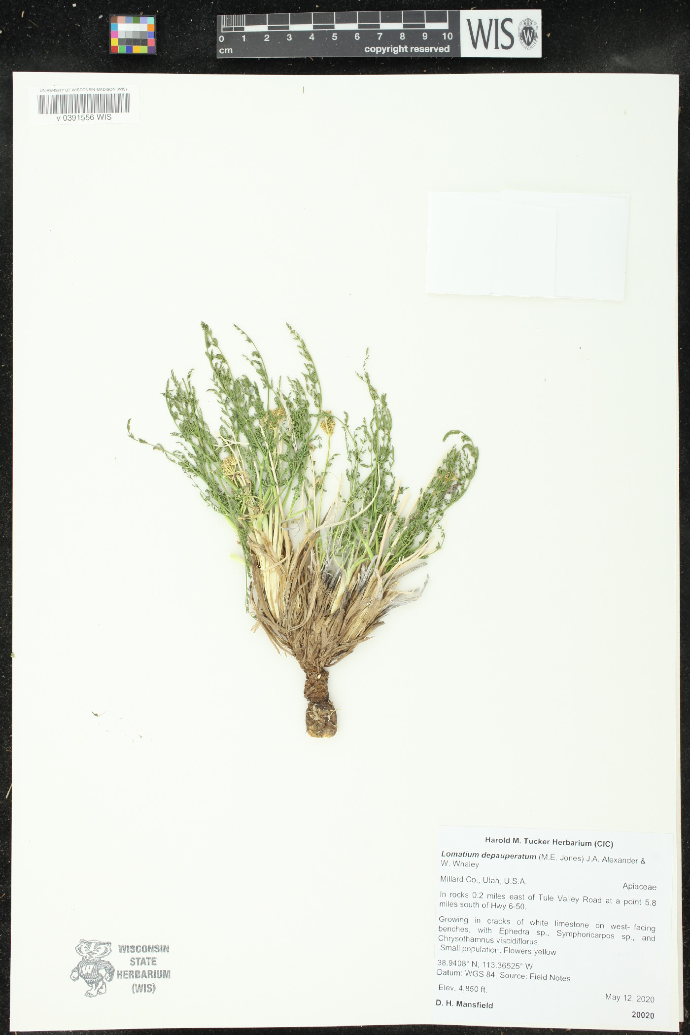 Lomatium depauperatum image