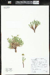 Cymopterus trotteri image