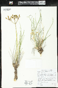 Lomatium junceum image