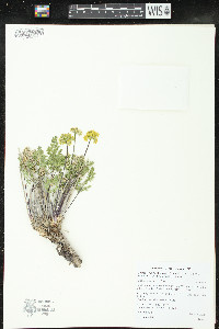 Pteryxia terebinthina var. terebinthina image