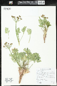 Cymopterus duchesnensis image