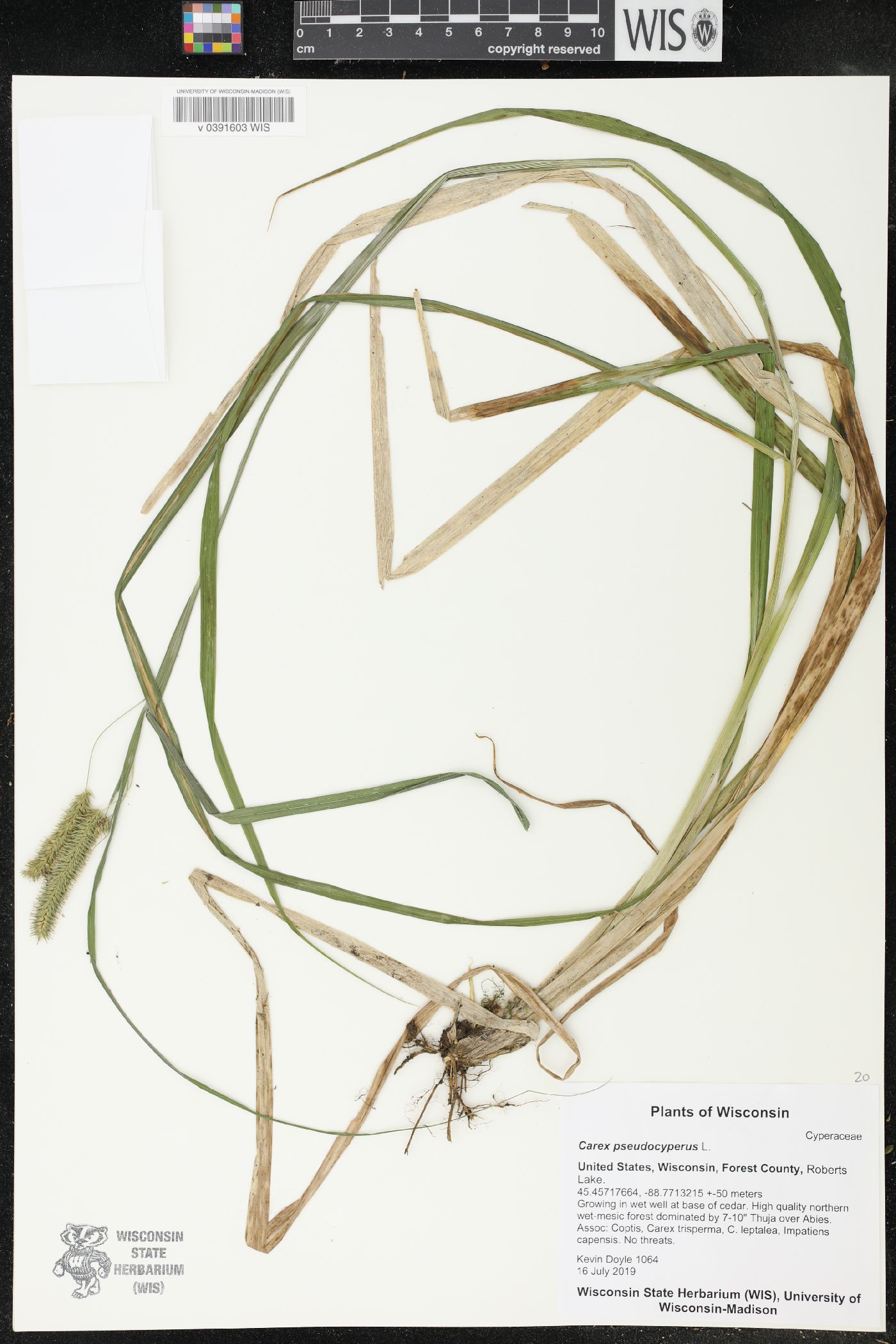 Carex pseudocyperus image