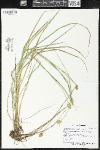 Carex bebbii image