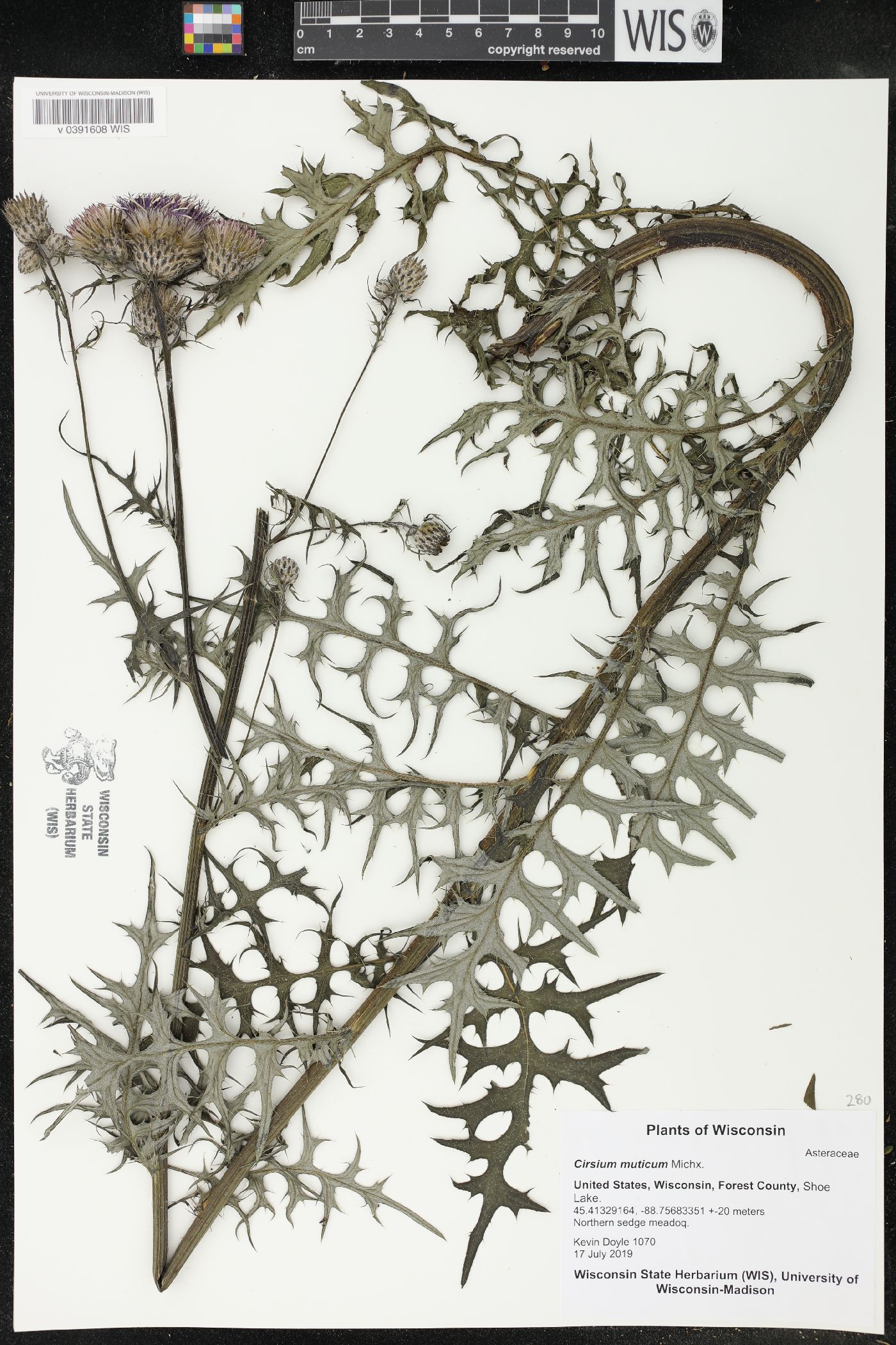 Cirsium muticum image