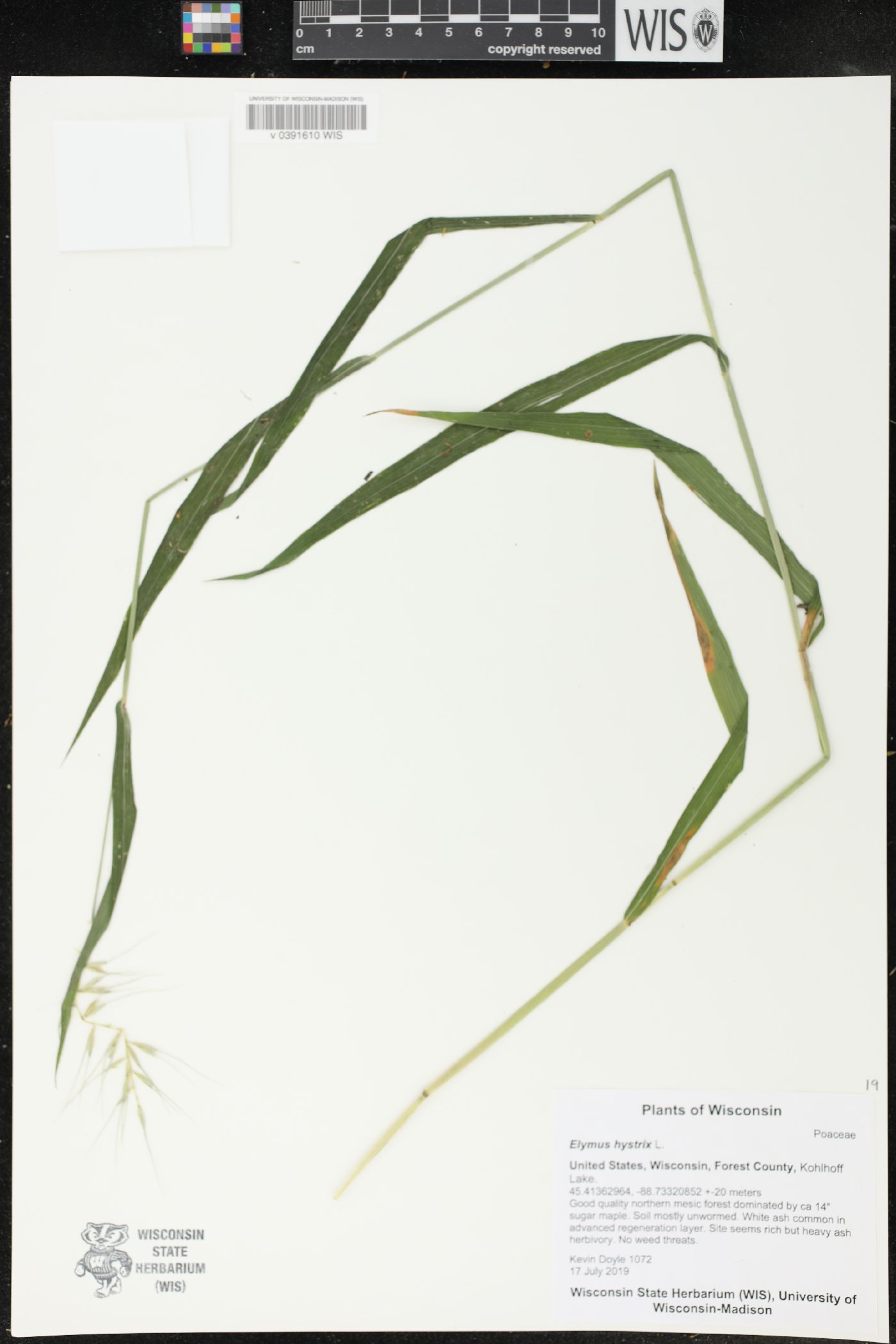 Elymus hystrix image