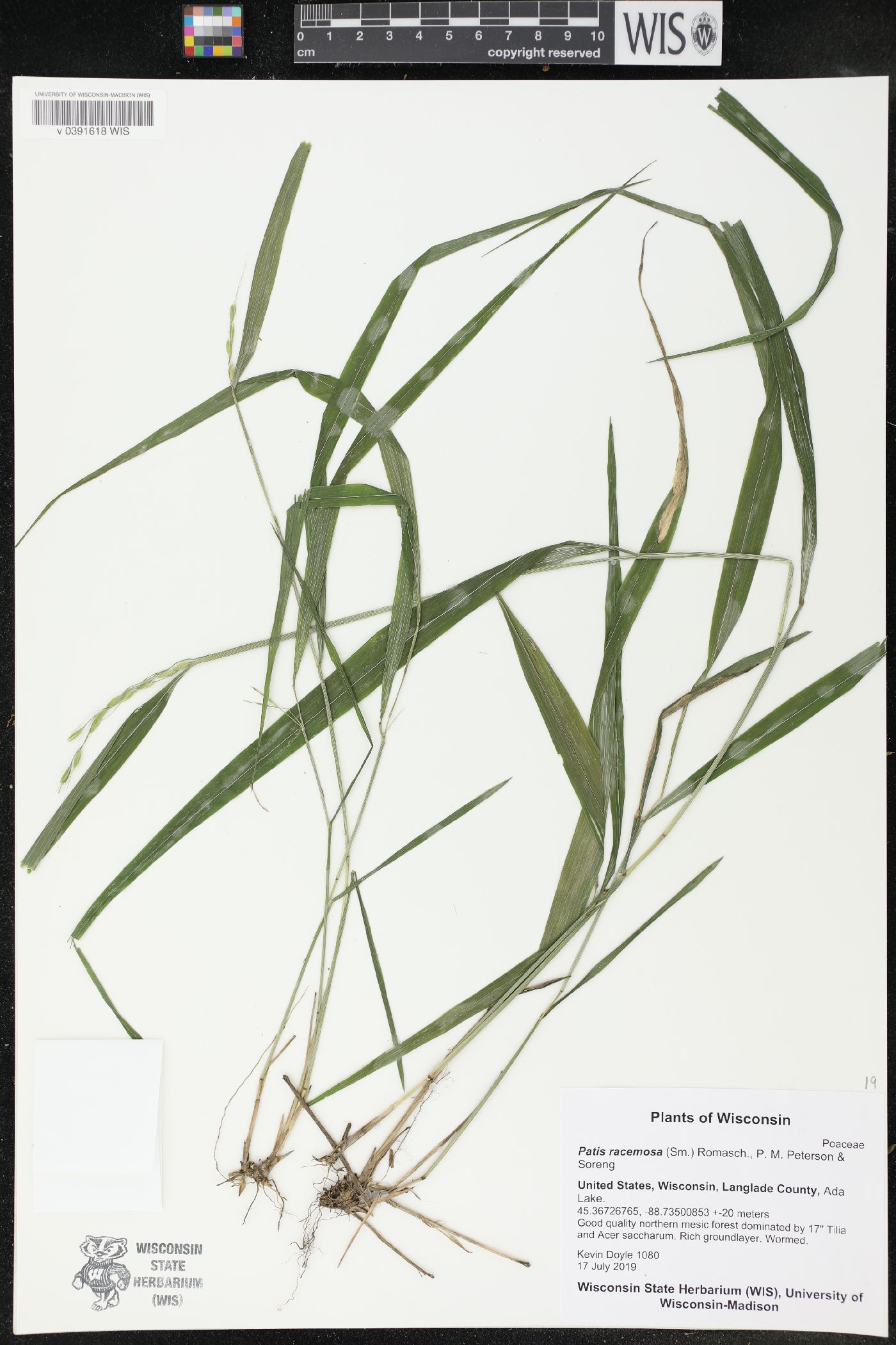 Patis racemosa image