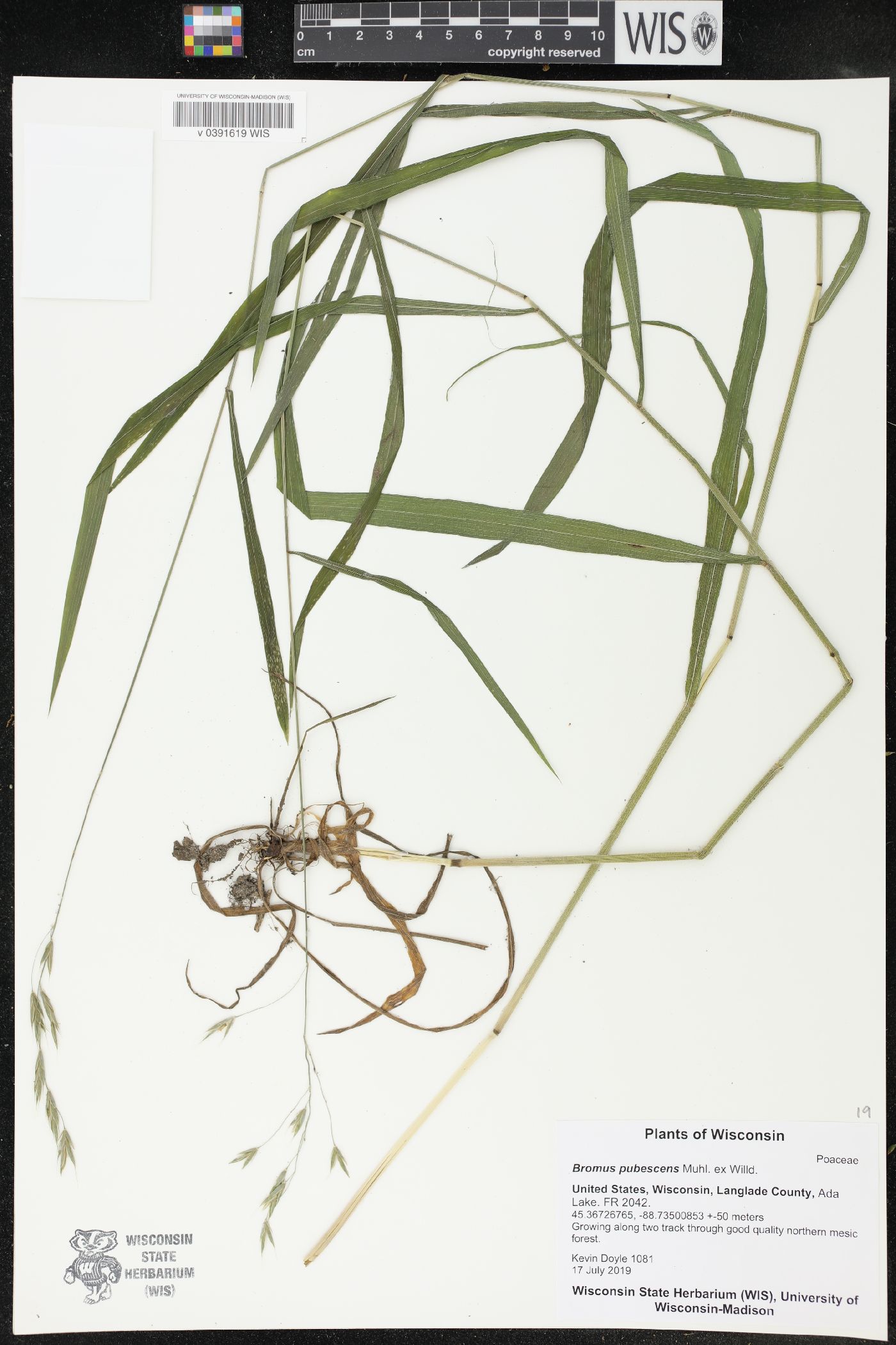 Bromus pubescens image
