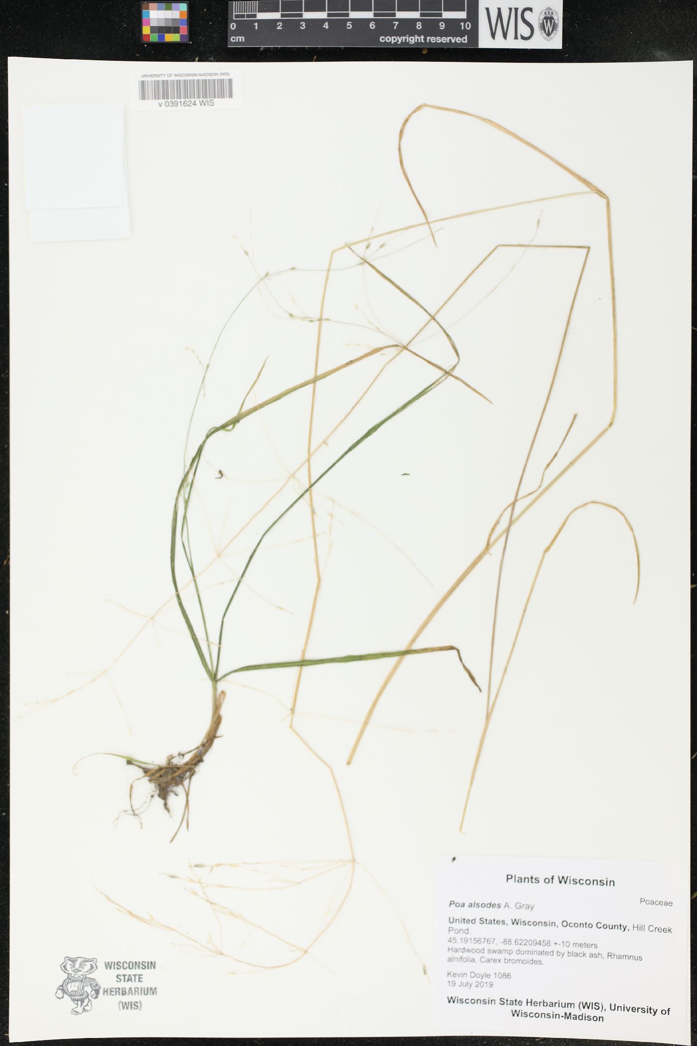 Poa alsodes image