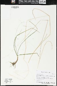 Poa alsodes image
