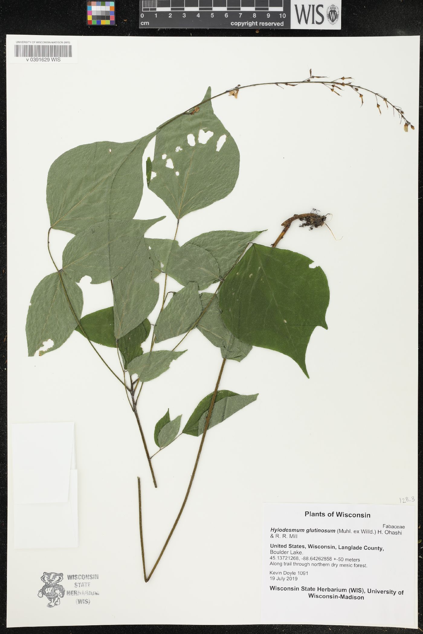 Hylodesmum glutinosum image