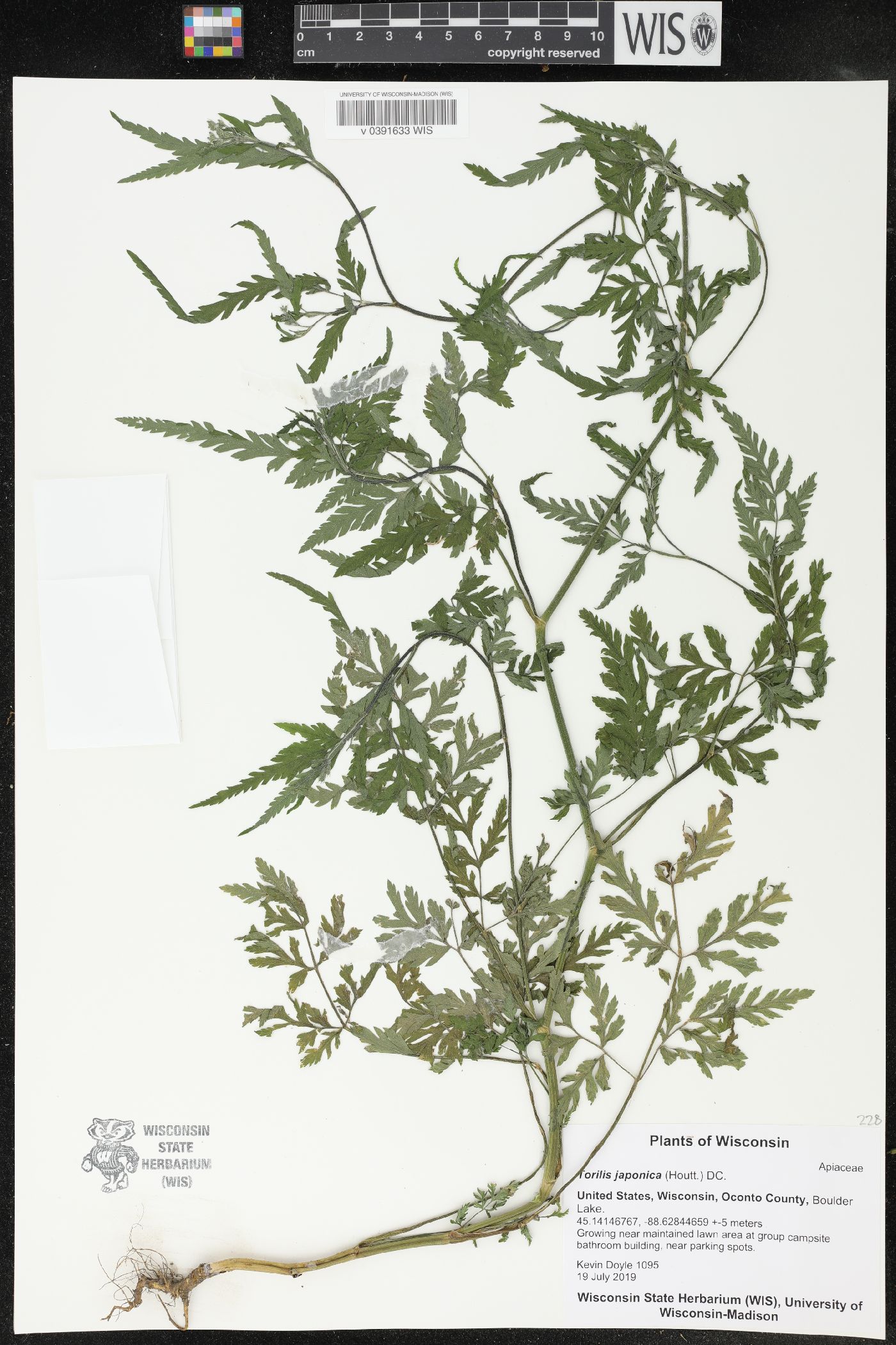 Torilis japonica image