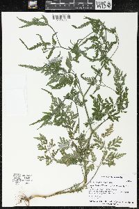 Torilis japonica image