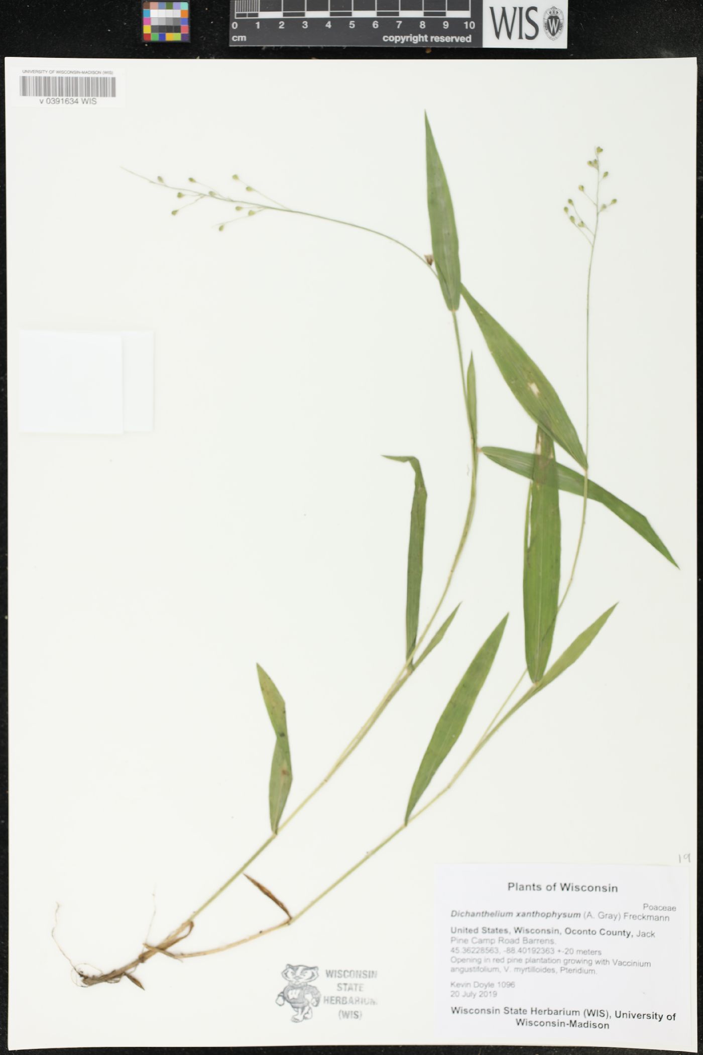 Dichanthelium xanthophysum image