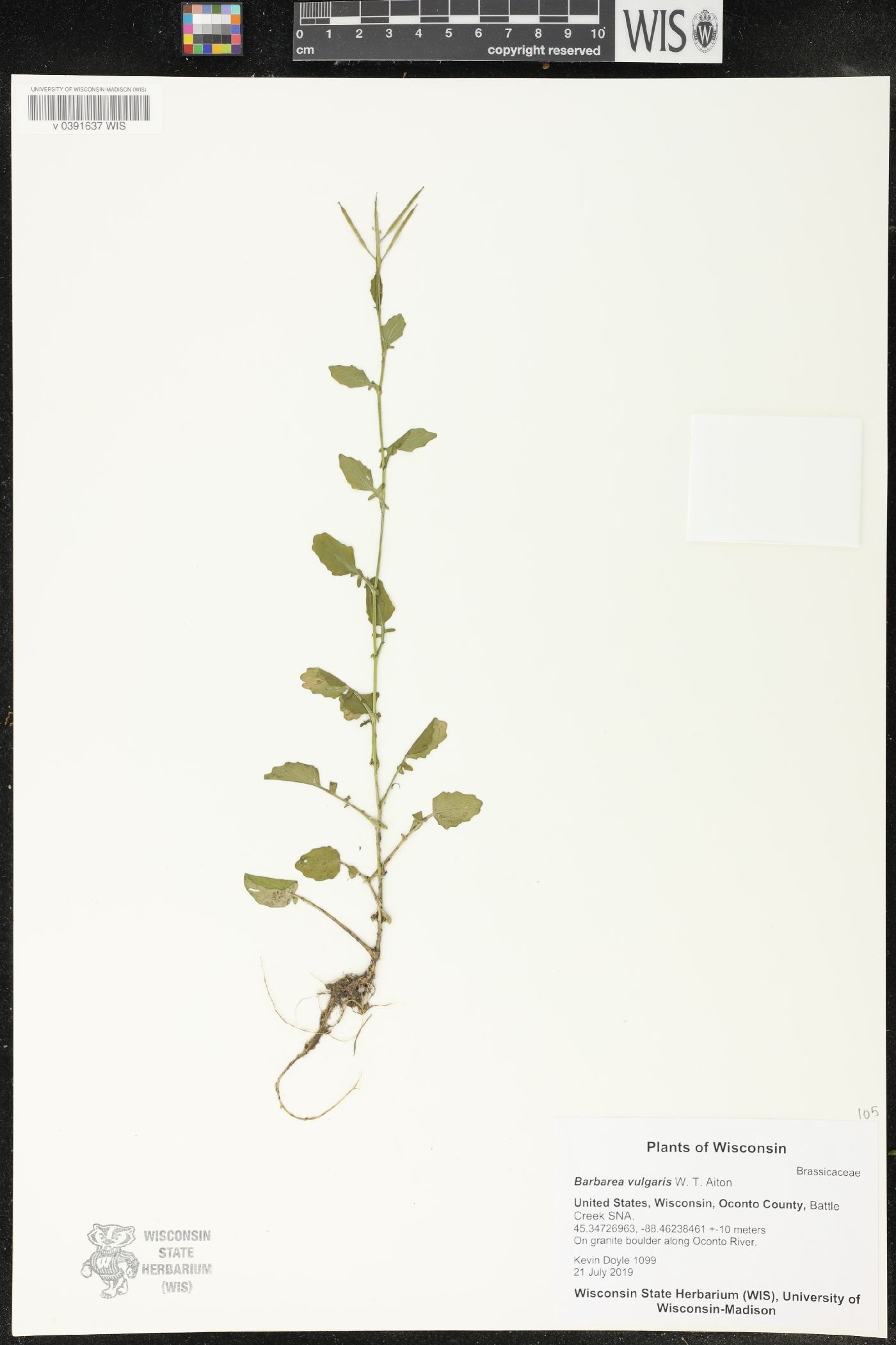 Barbarea vulgaris image