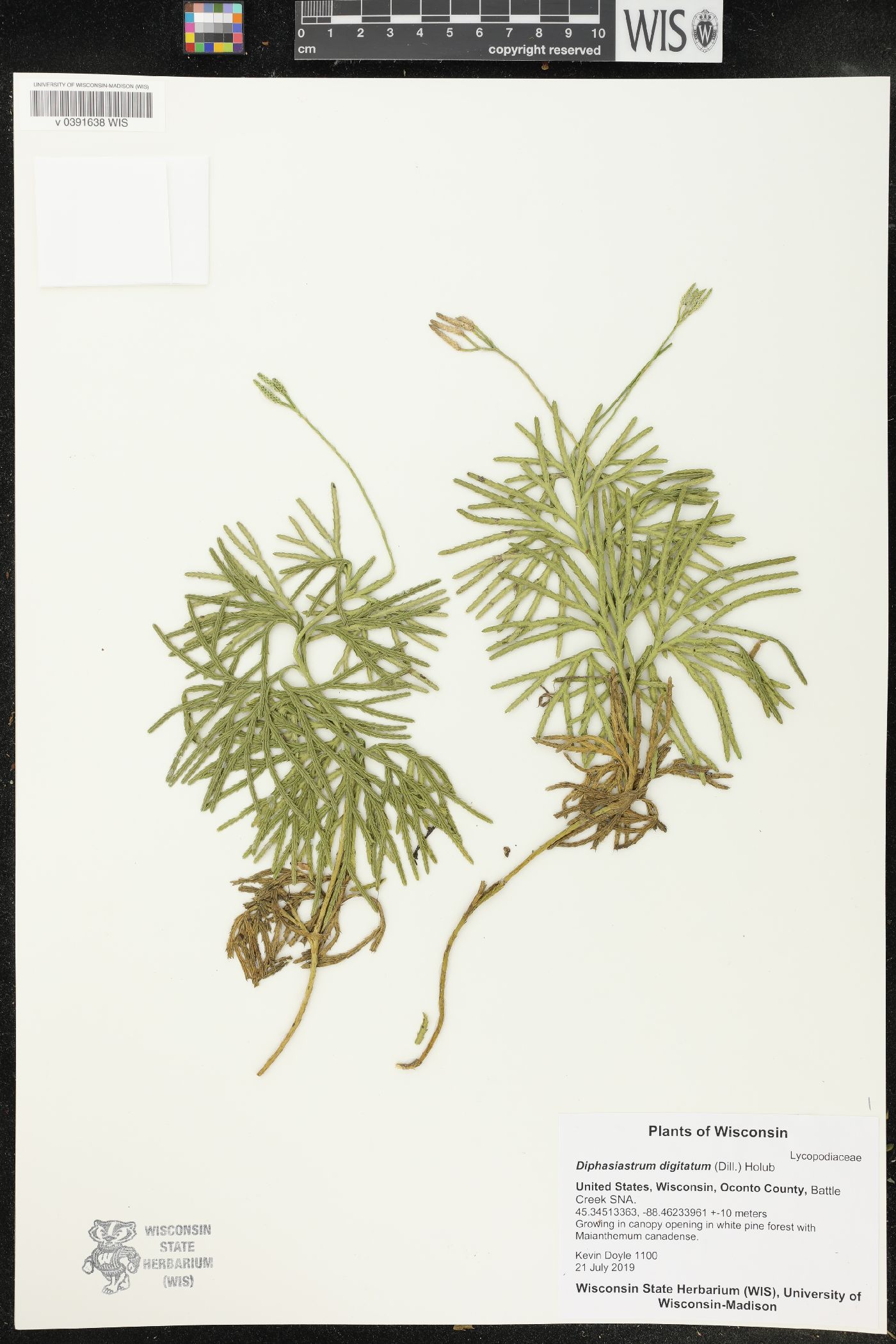 Diphasiastrum digitatum image