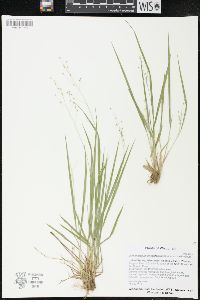 Dichanthelium linearifolium image