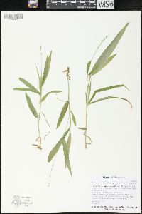 Dichanthelium xanthophysum image