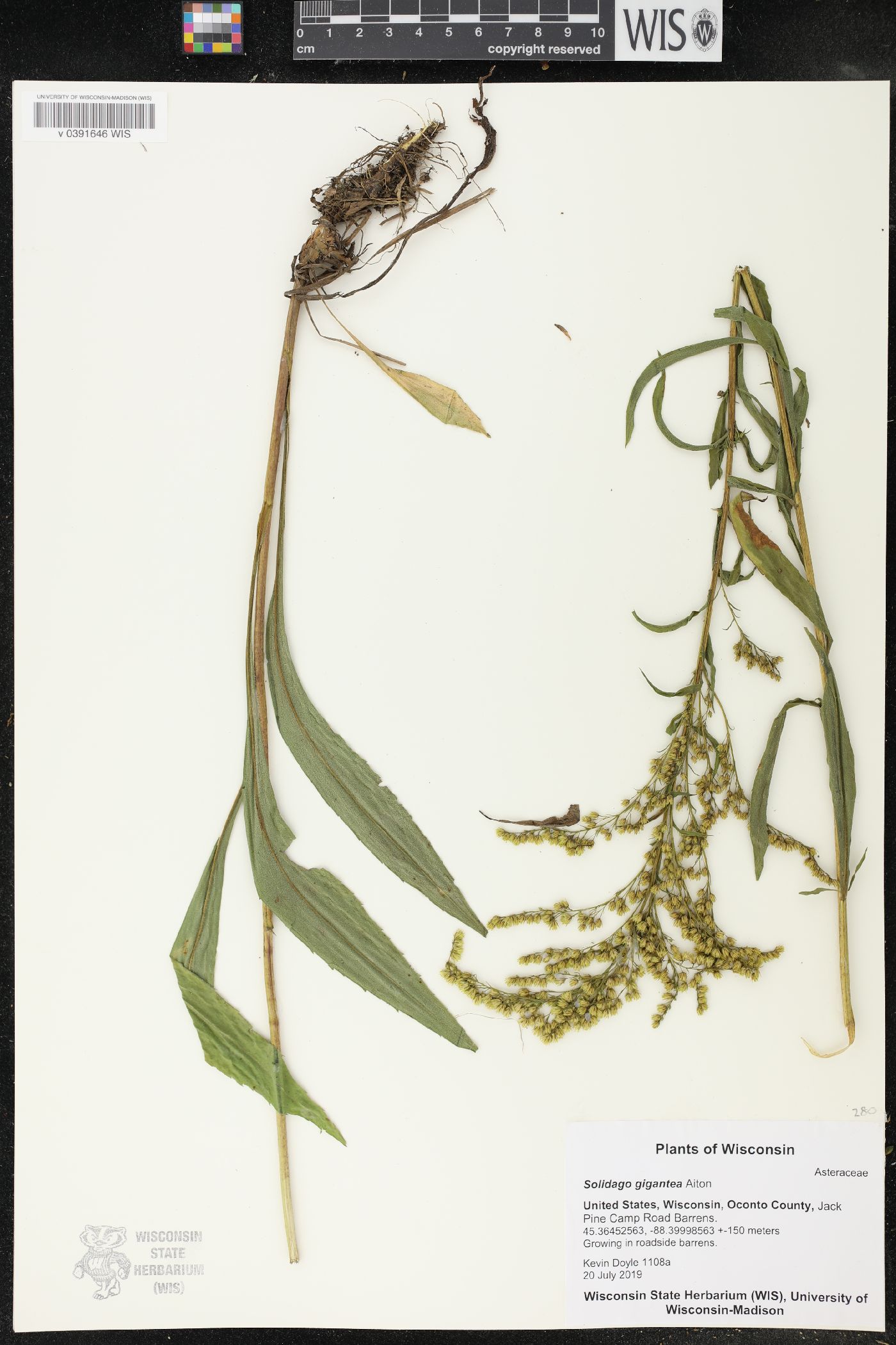Solidago gigantea image