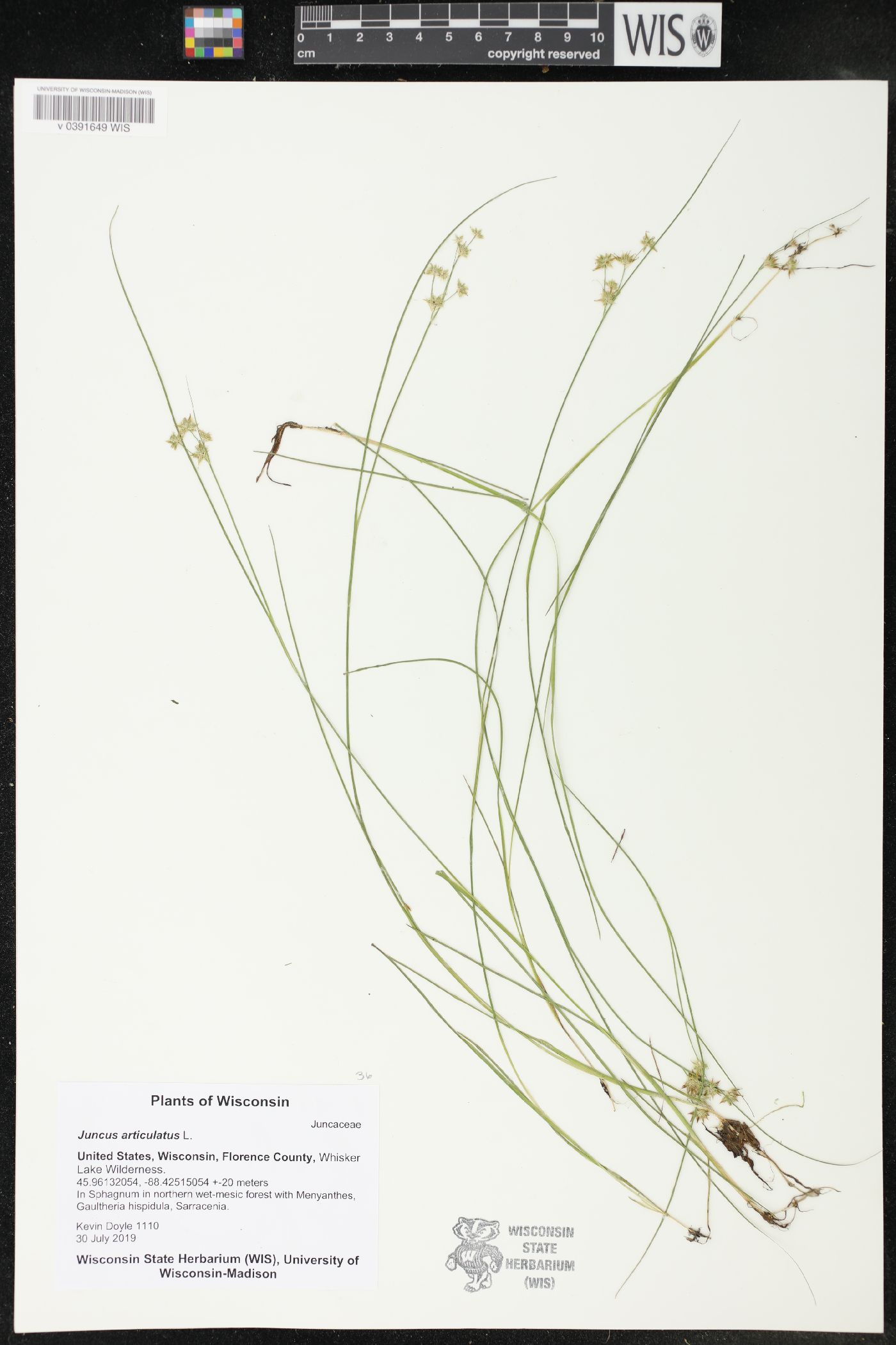 Juncus articulatus image