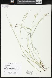 Juncus articulatus image