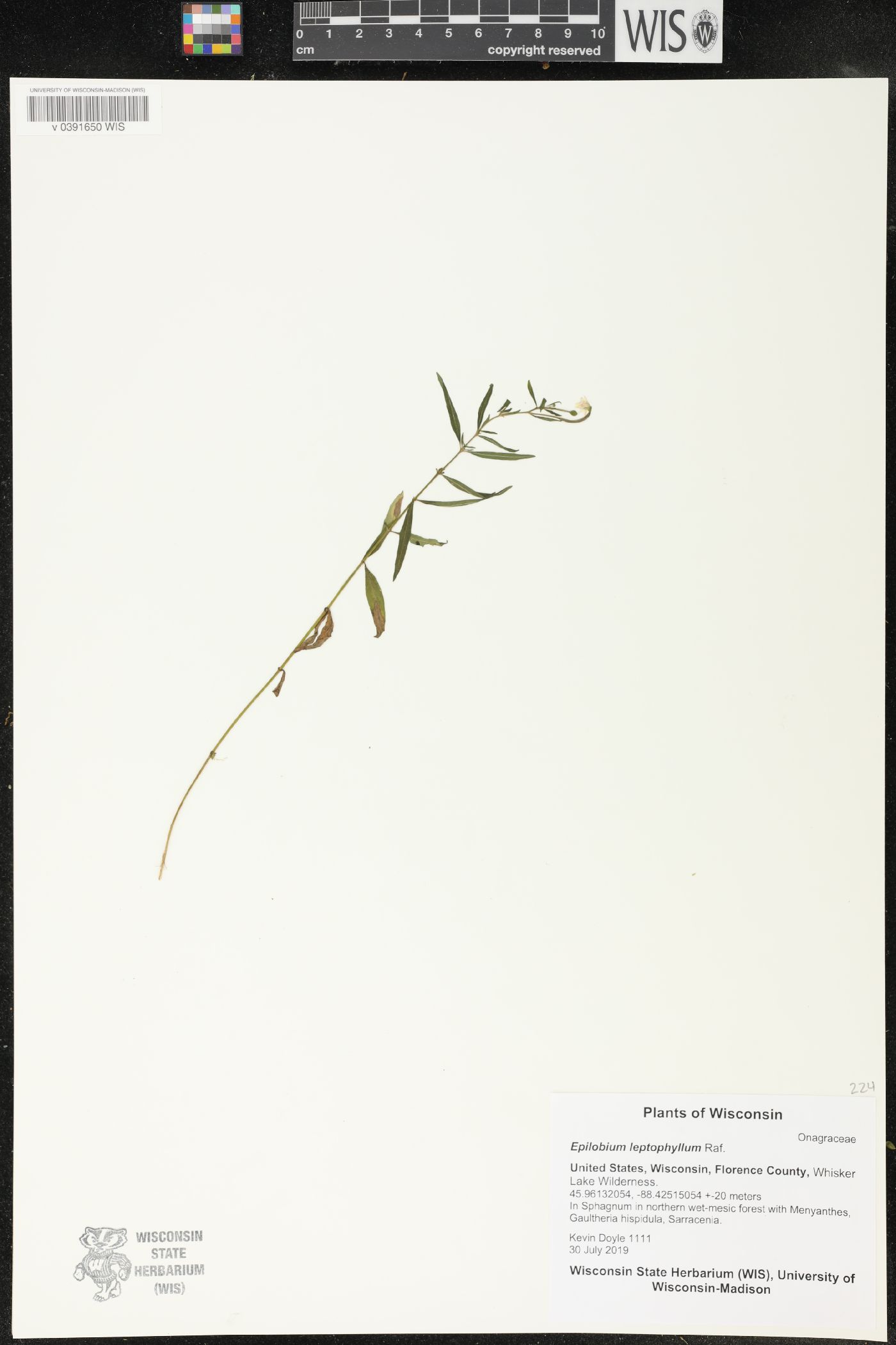 Epilobium leptophyllum image