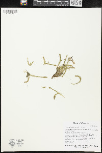 Lycopodiella inundata image