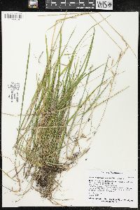 Schizachne purpurascens image