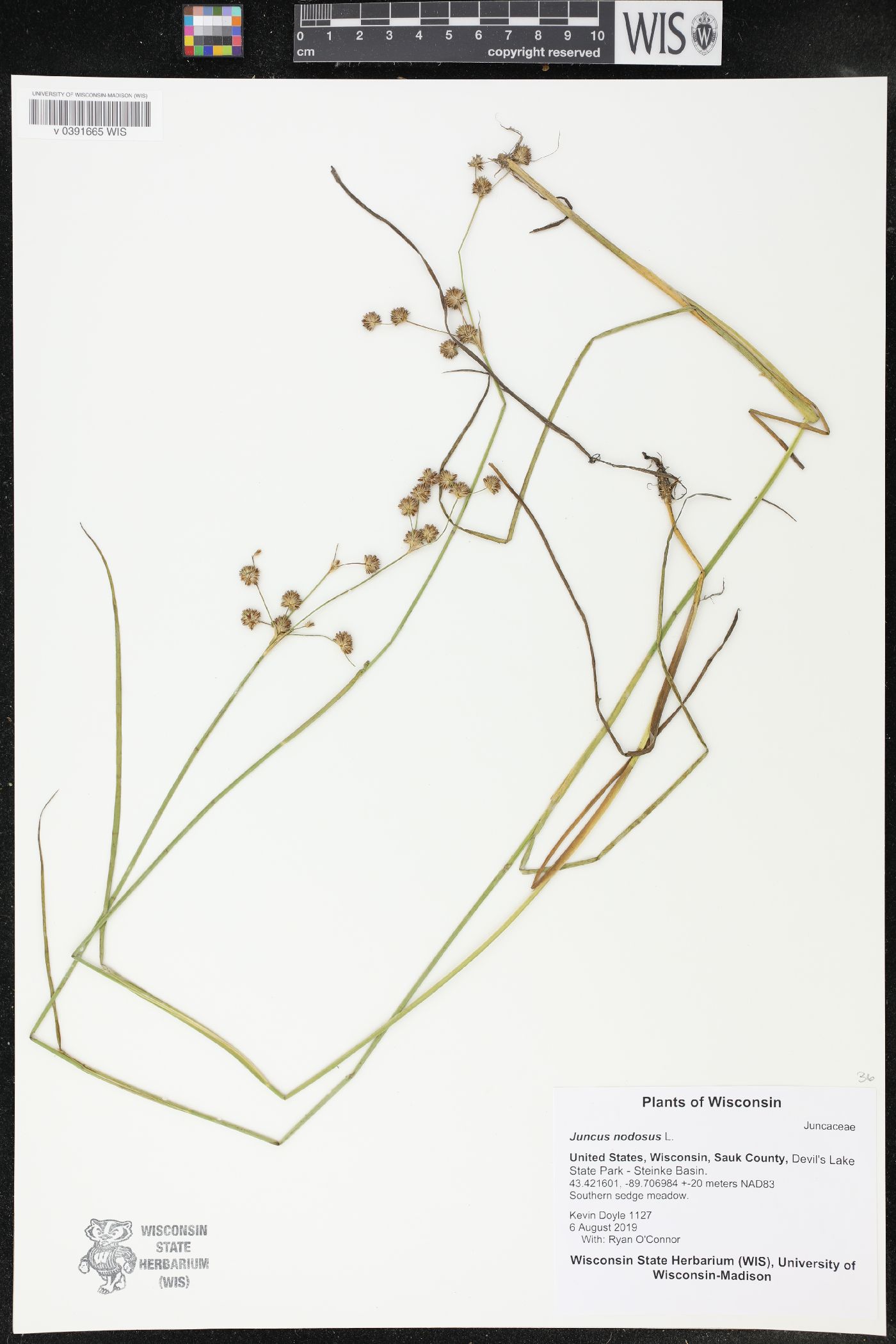 Juncus nodosus image