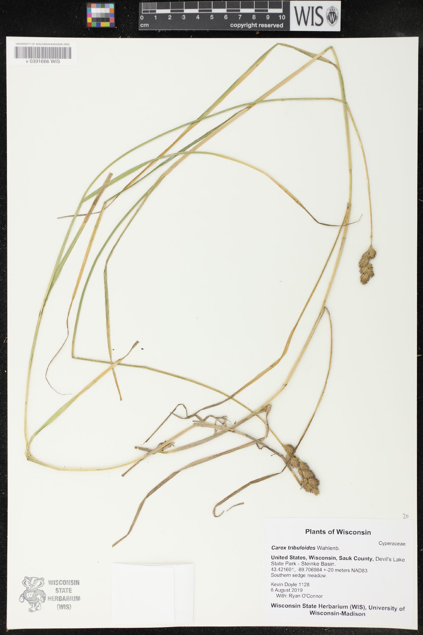 Carex tribuloides image