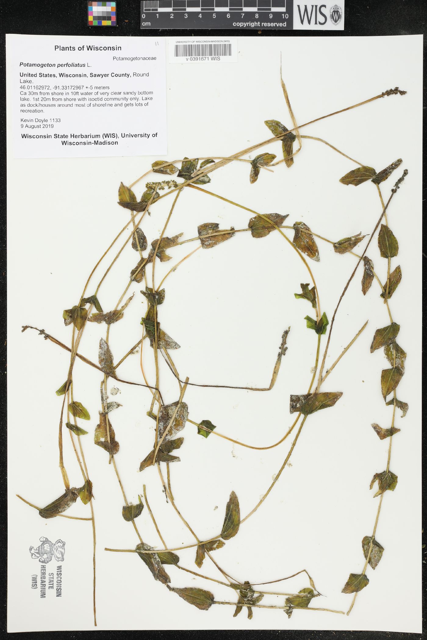 Potamogeton perfoliatus image