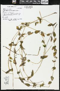 Potamogeton perfoliatus image