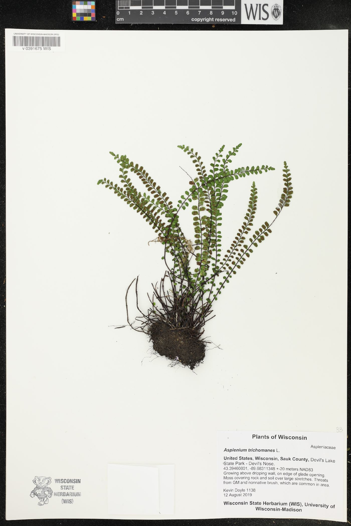 Asplenium trichomanes image