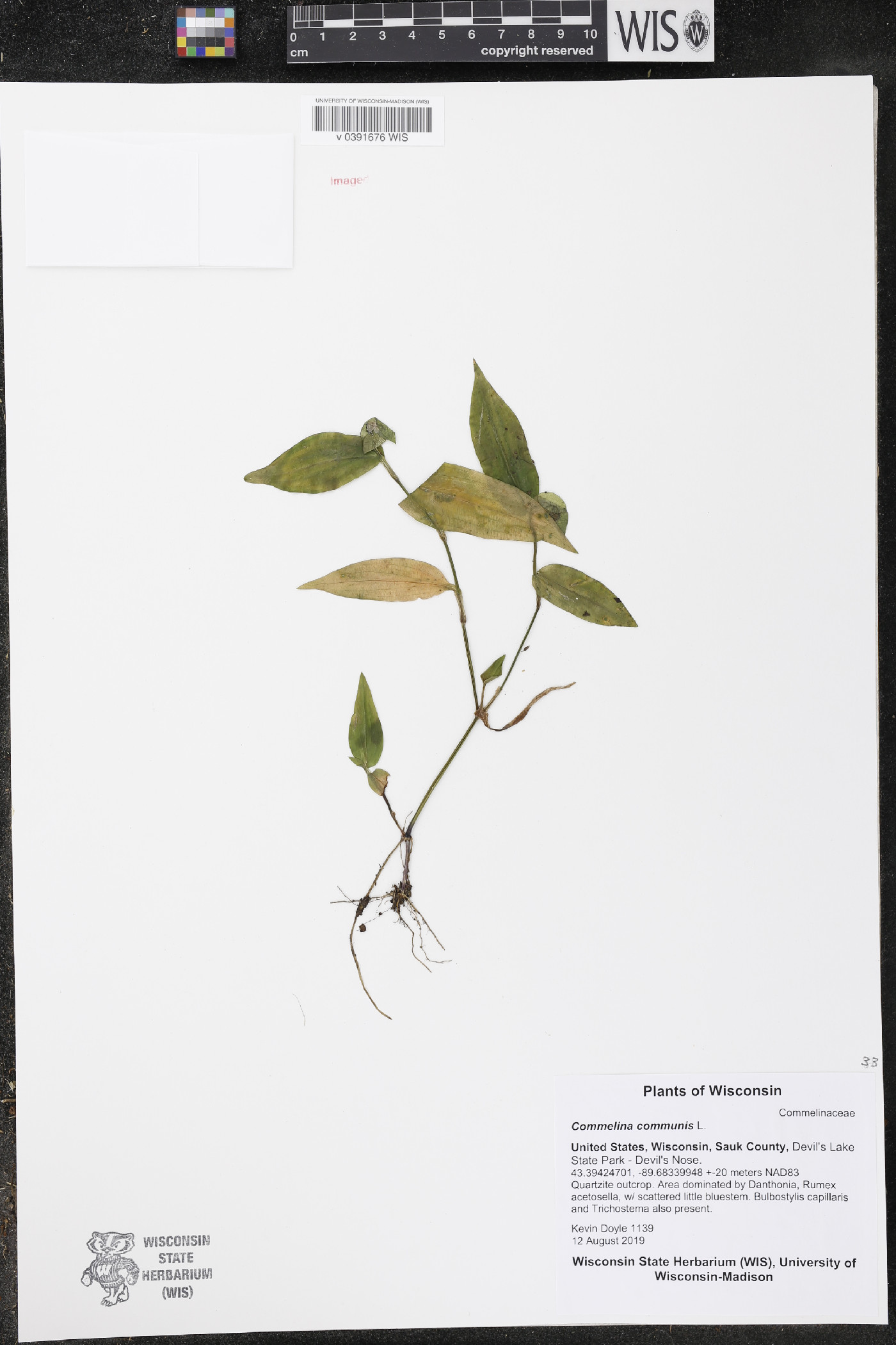 Commelina communis image