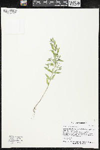 Trichostema coeruleum image