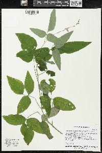 Desmodium cuspidatum image