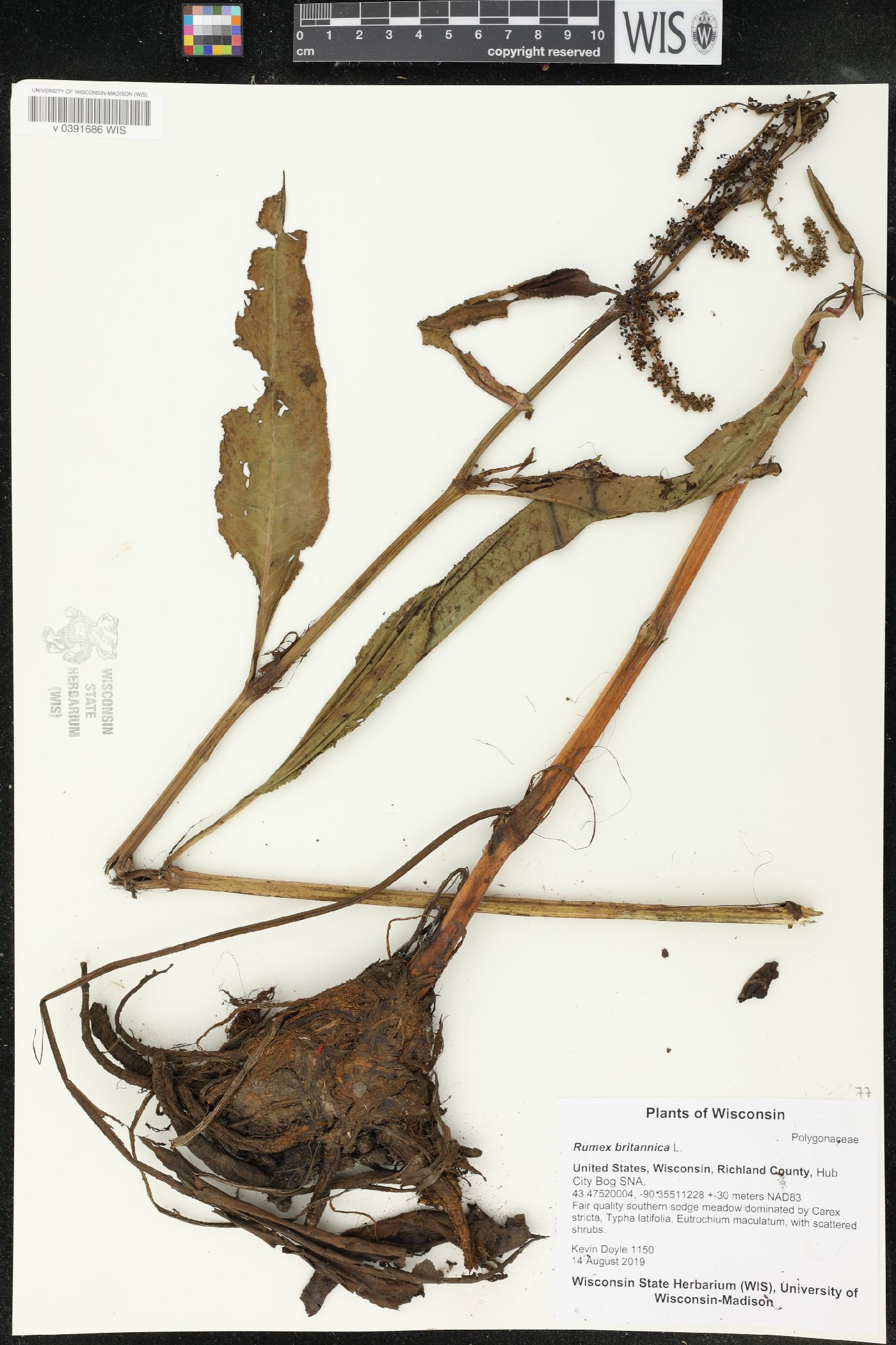 Rumex britannica image