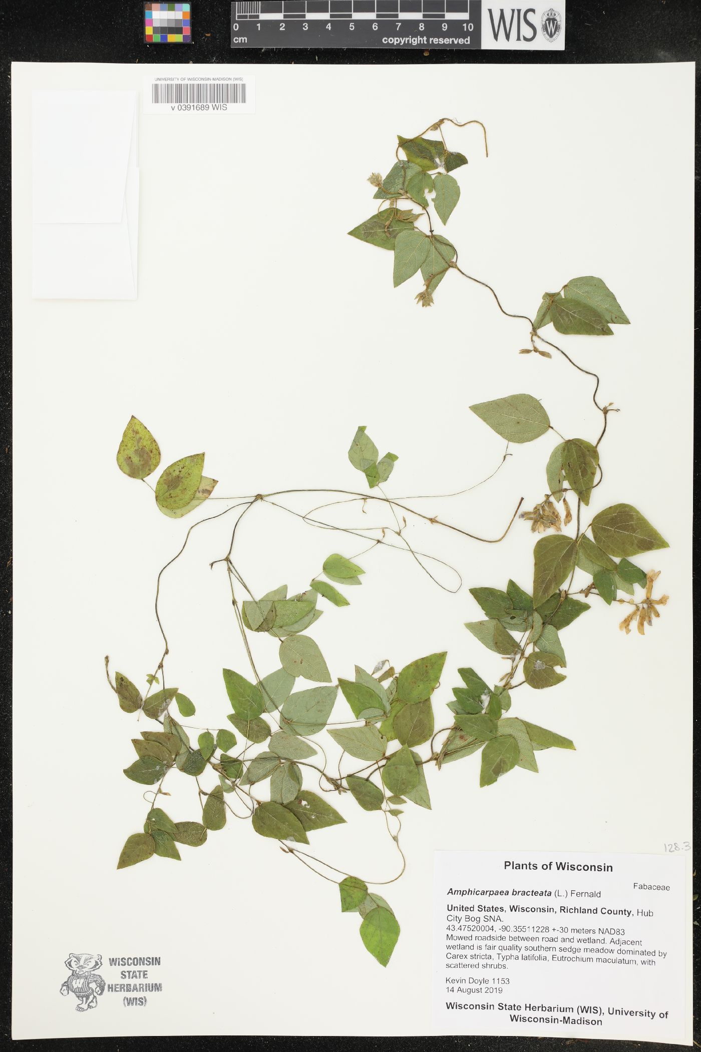 Amphicarpaea bracteata image