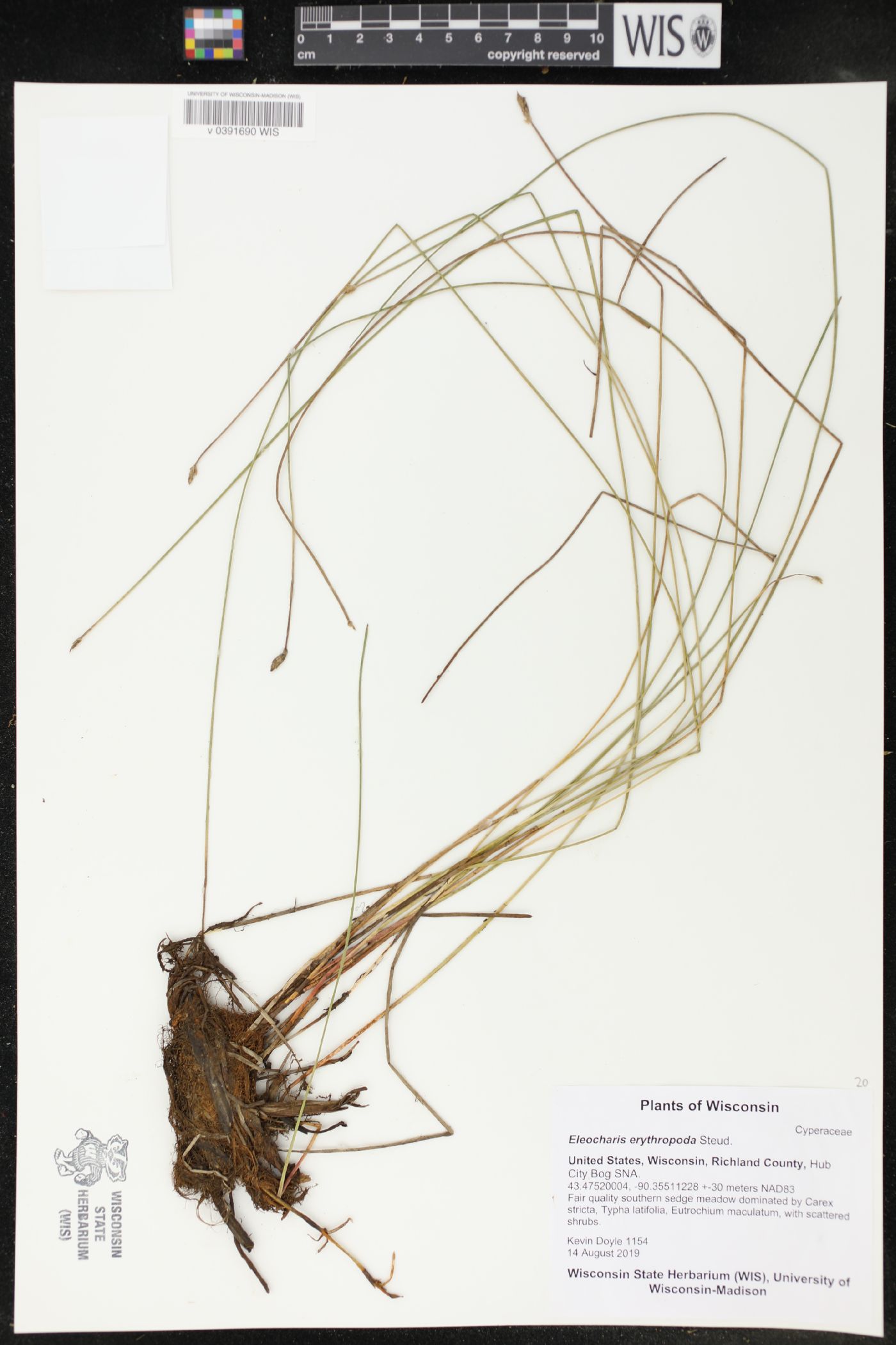 Eleocharis erythropoda image