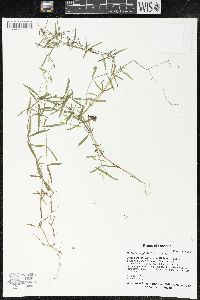 Stellaria longifolia image