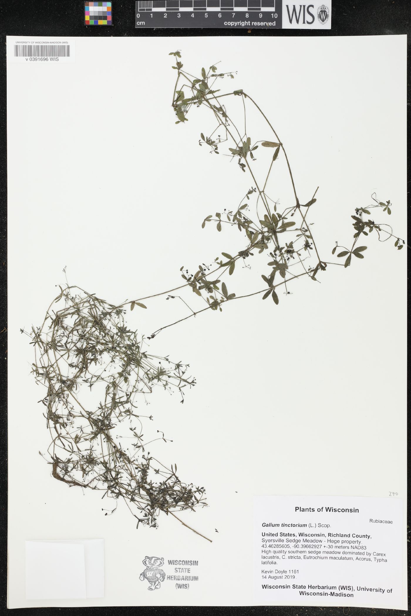 Galium tinctorium image